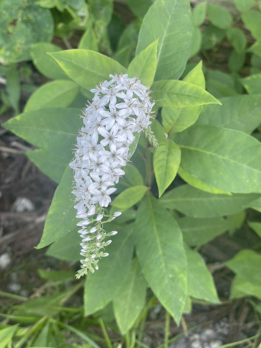 InawashiroAQ's tweet image. 調査中に出会ったオカトラノオ。
丘などの明るい所を好み、花の穂が虎の尾のように見えることから名付けられたそうです。
#オカトラノオ #花 #カワセミ水族館 #福島県 #猪苗代町