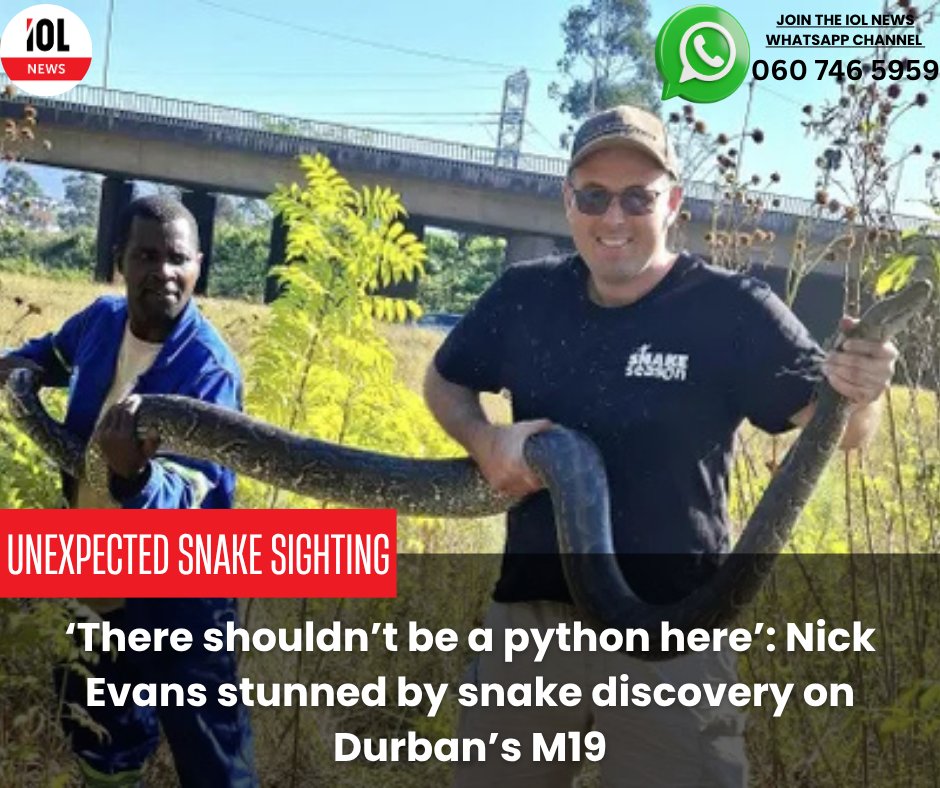 IOL's tweet image. Durban snake catcher Nick Evans rescued a three-metre python on the M19 near Pinetown.
#NickEvans #PythonRescue #DurbanWildlife #M19Snake #NewGermany #SouthernAfricanPython 
Read on tinyurl.com/4e8fupfh