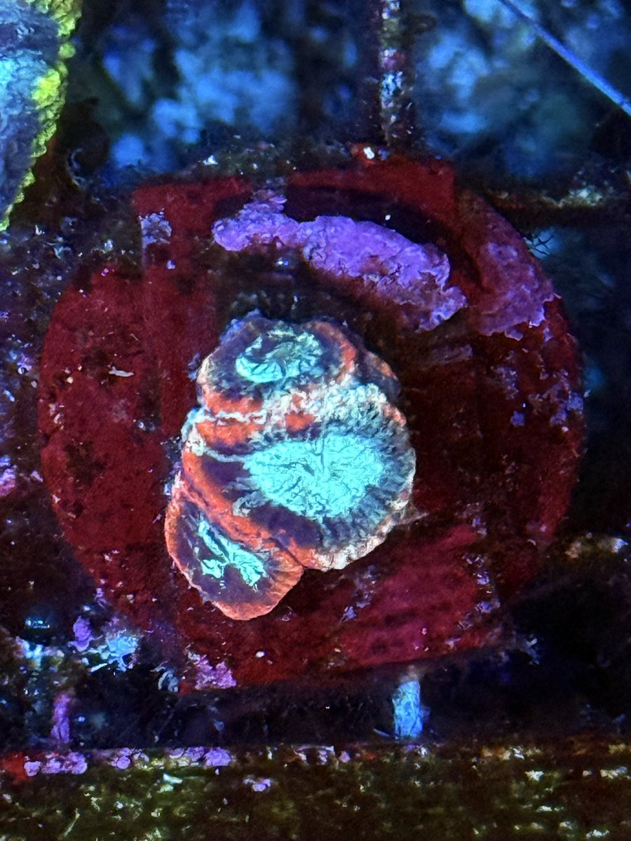 イエローヘッドジョー tweet media