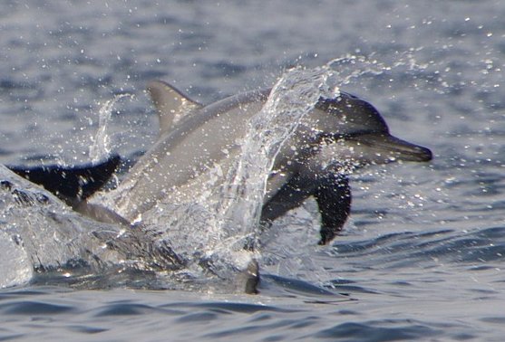 MC_org's tweet image. Unlike the shipping sector, there is no requirement for systematic reporting for strikes at sea within the sailing world and sailors are now being urged to report collisions with whales and other marine life.
pbo.co.uk/news/report-wh…