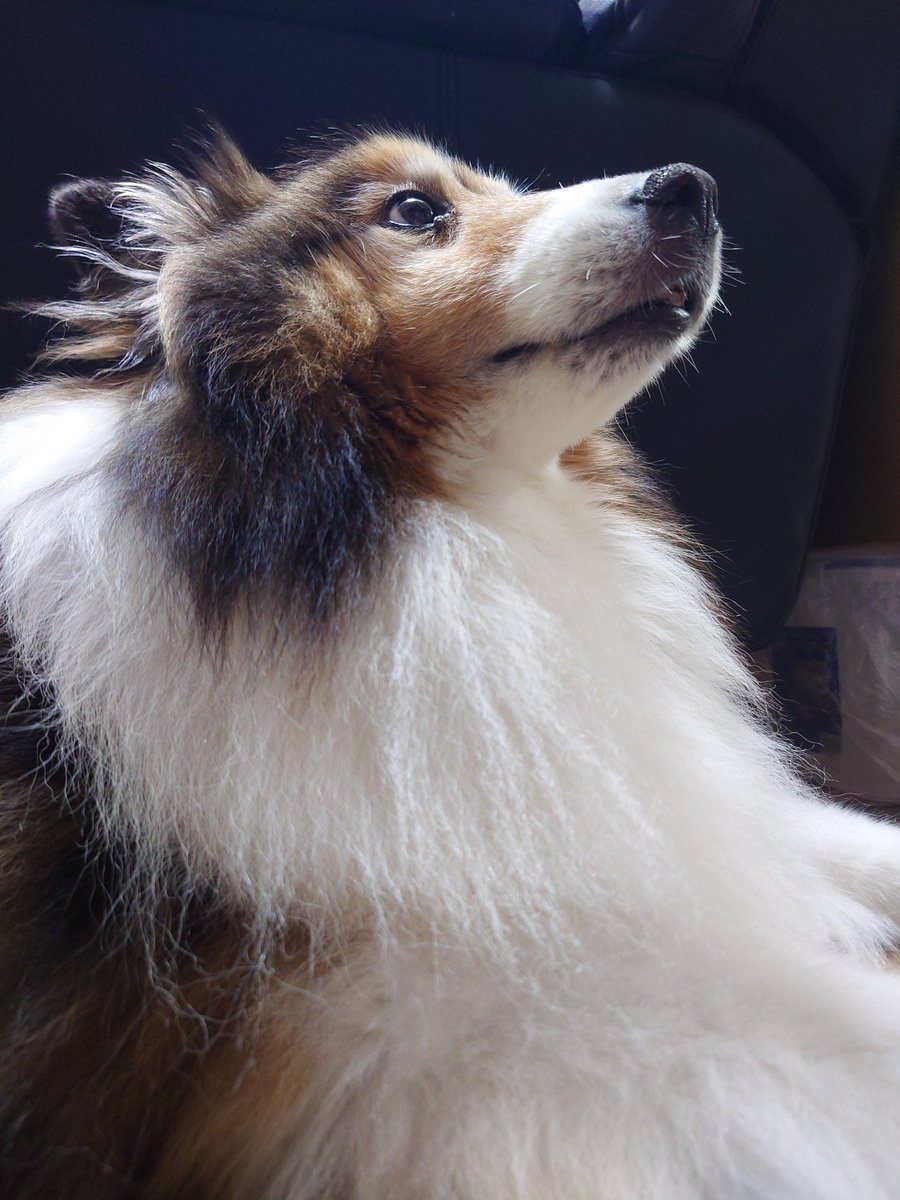 ワンコの少し上を見てる時にチラっと見える前歯が可愛い🥰
#シェルティ