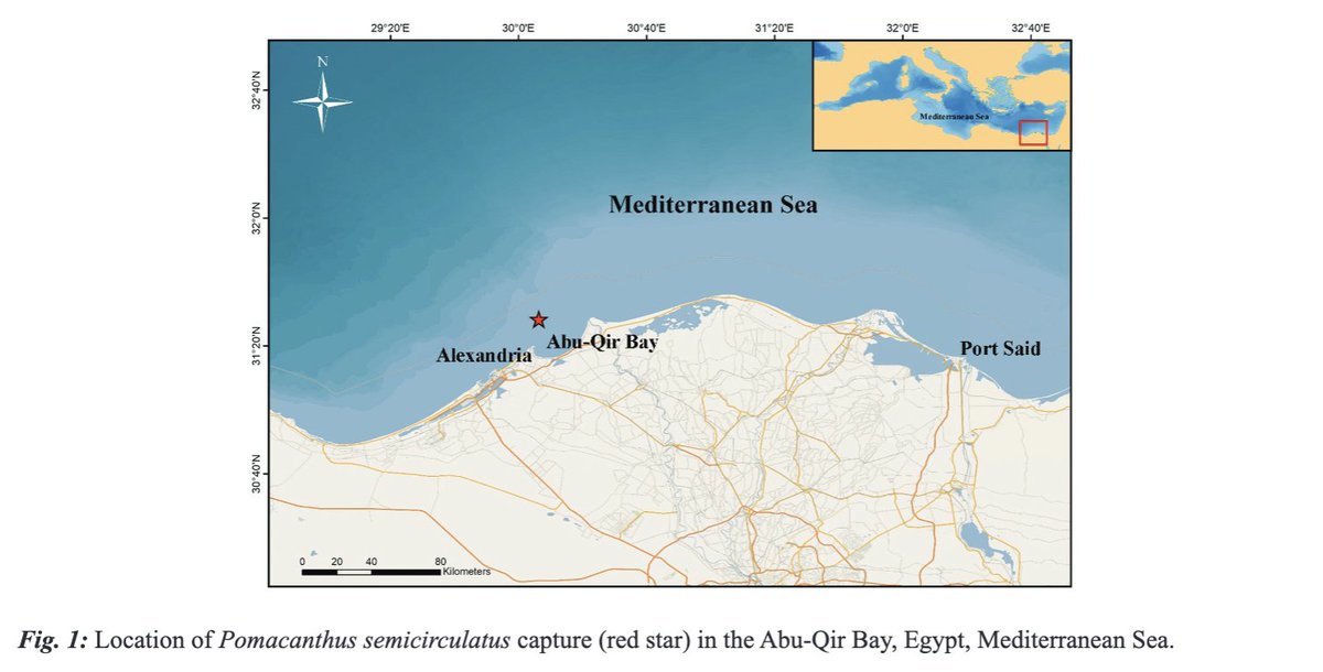 CORSINI-FOKA, M., NOUR, O. M., DEIDUN, A., &amp; ZAVA, B. (2025). A new Pomacanthidae in the Mediterranean Sea: Pomacanthus semicirculatus (Cuvier, 1831) from Egyptian waters. Mediterranean Marine Science, 26(1), 115–119. doi.org/10.12681/mms.3…
#Pomacanthidae #semicircle #angelfish