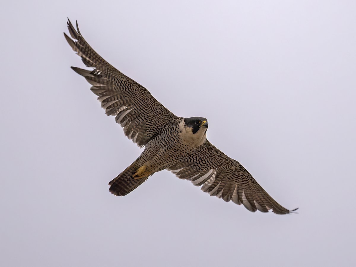 Brian Martin (@briansmrtyr1) on Twitter photo A couple Peregrine shots from the other day.
<a href="/teesbirds1/">teesbirds</a> @DurhamBirdclub <a href="/teeswildlife/">Tees Wildlife</a> <a href="/Natures_Voice/">RSPB</a> <a href="/NatureUK/">NatureUK</a> <a href="/WildlifeMag/">BBC Wildlife</a> <a href="/BBCSpringwatch/">BBC Springwatch</a>
#birdwatching #wildlifephotography #birds A couple Peregrine shots from the other day.
<a href="/teesbirds1/">teesbirds</a> @DurhamBirdclub <a href="/teeswildlife/">Tees Wildlife</a> <a href="/Natures_Voice/">RSPB</a> <a href="/NatureUK/">NatureUK</a> <a href="/WildlifeMag/">BBC Wildlife</a> <a href="/BBCSpringwatch/">BBC Springwatch</a>
#birdwatching #wildlifephotography #birds