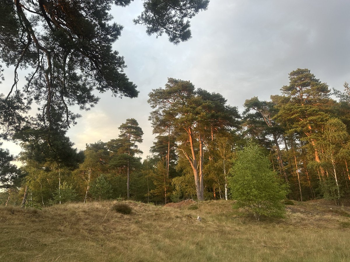 SamGuichelaar's tweet image. In the Netherlands for a few days, walked 25 kilometers in the Veluwe yesterday. I miss this place a lot, would love to move back but the house prices are insane.