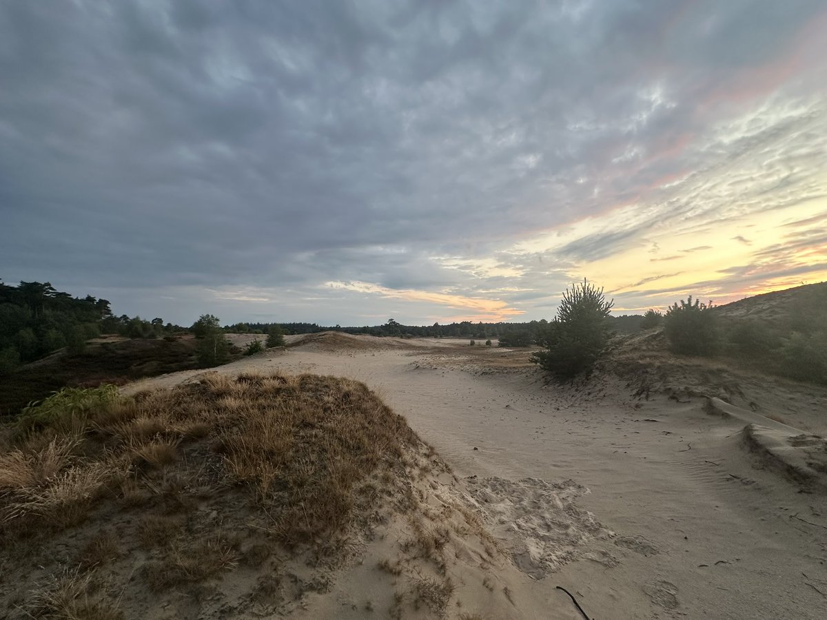 SamGuichelaar's tweet image. In the Netherlands for a few days, walked 25 kilometers in the Veluwe yesterday. I miss this place a lot, would love to move back but the house prices are insane.