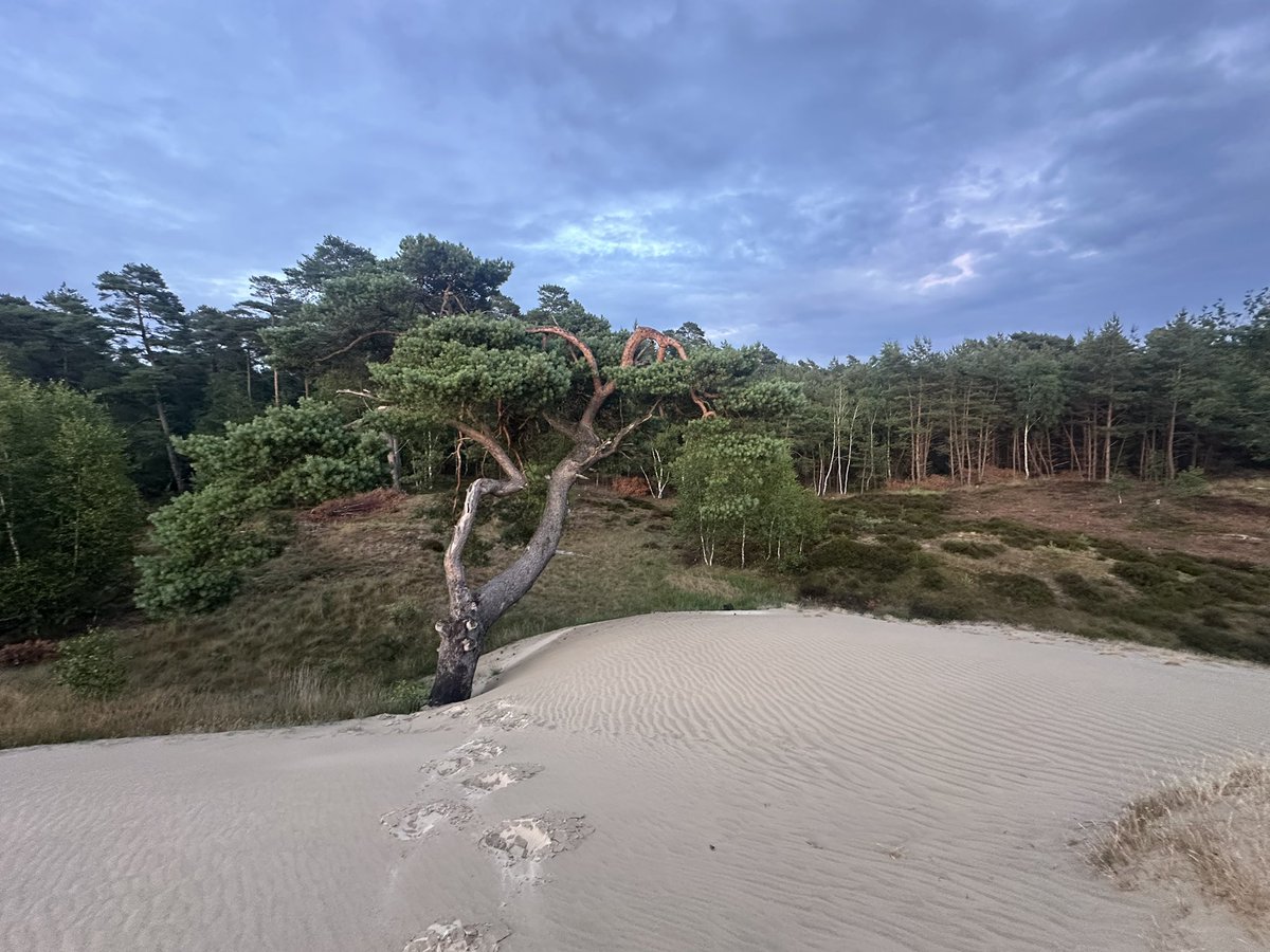 SamGuichelaar's tweet image. In the Netherlands for a few days, walked 25 kilometers in the Veluwe yesterday. I miss this place a lot, would love to move back but the house prices are insane.