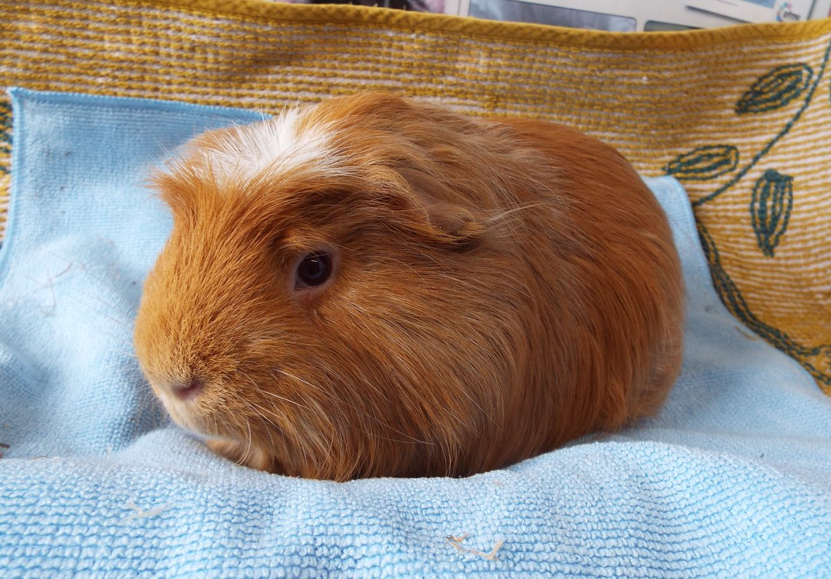 This is Gingernut who needs a new home, a 3 year old friendly male Guinea pig, he came to us after his brother died &amp; he was left alone, he's quite lonely &amp; needs a home with some Guinea pig company, details here- bleakholt.org/lancashire-ani… 🐾 #guineapigs #tuesdayvibe #newhome 🐾