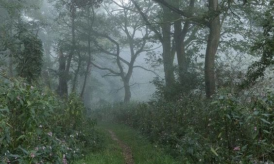 misty forest.🖤