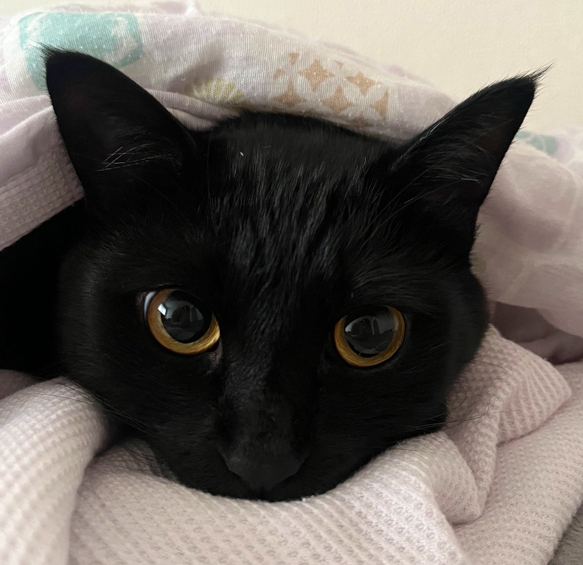 uni_kuroneko's tweet photo. ずっとお布団の中にいたいの。

#黒猫 https://t.co/AgdI67rkWg