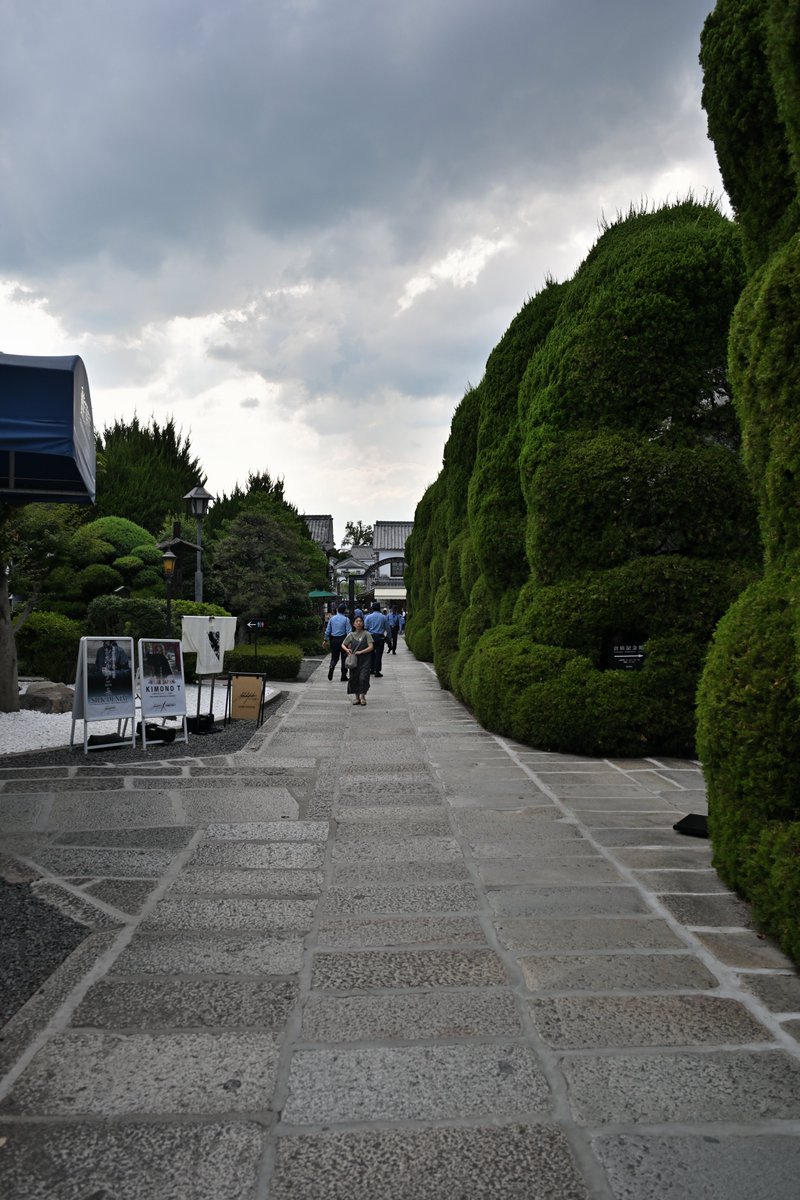 kodera16's tweet image. #倉敷美観地区
今日の美観地区お写ん歩
白鳥一家の雛は鳥インフルエンザ検査の為留守でした。