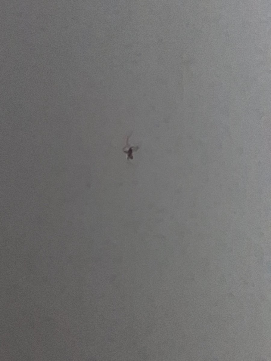 KingSpiffer's tweet photo. Dumb little creature https://t.co/SPKxp7BXBl