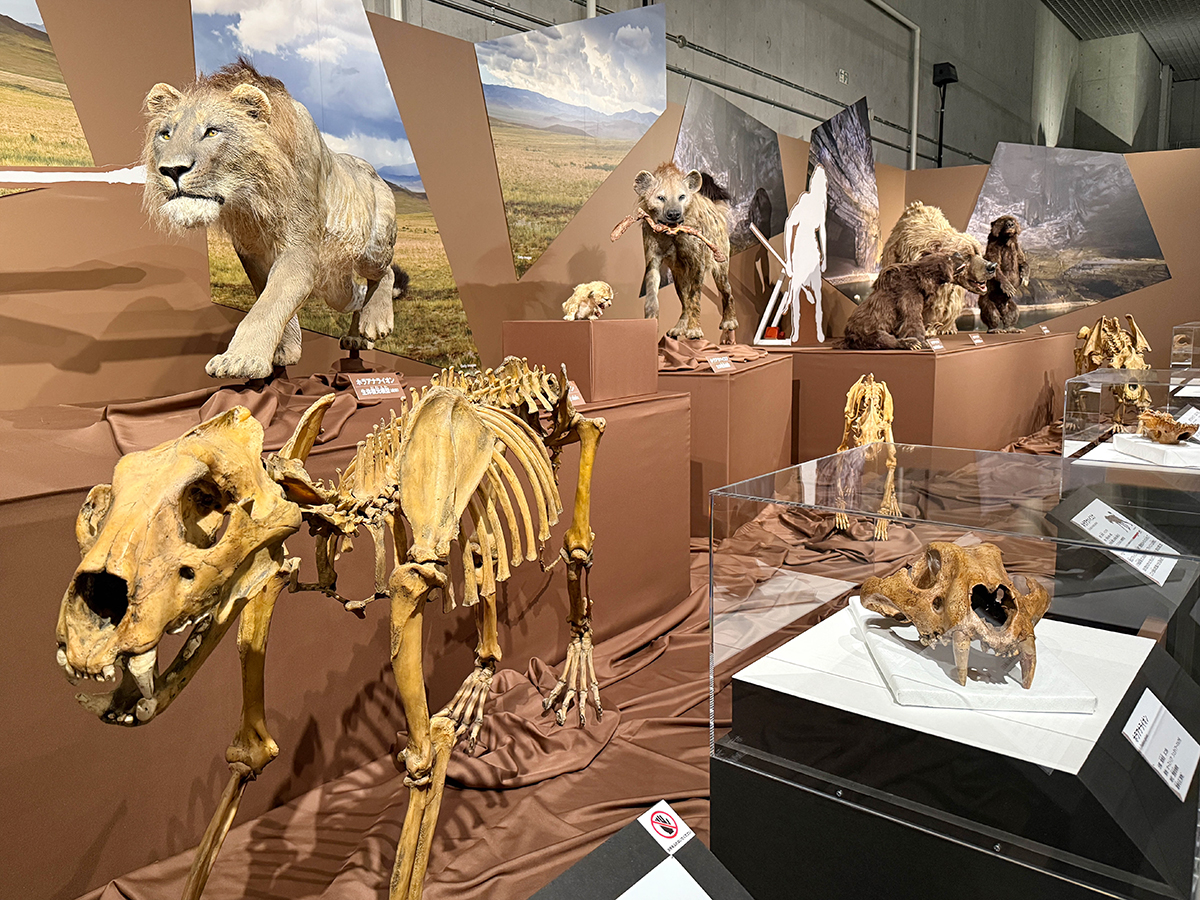 オオツノジカの歯　化石　哺乳類　氷河期　アイルランド オオツノジカの歯 化石 哺乳類 氷河期 アイルランド 開幕】特別展