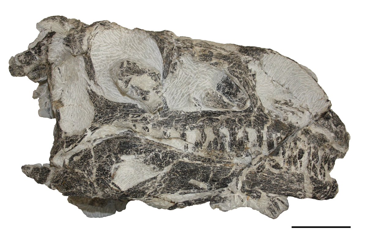 Thrilled to share our new research paper introducing a new massopodan sauropodomorph from the Late Triassic of Switzerland published in Swiss Journal of Palaeontology, coauthored by Dr. Ben Pabst and Prof. Dr. Torsten M. Scheyer. (1/7)
🔗 sjpp.springeropen.com/articles/10.11…