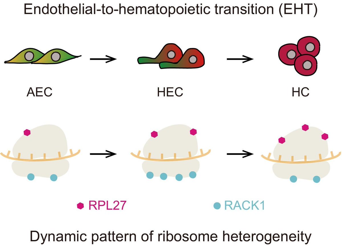 FEBSOpenBio's tweet image. Characterization of ribosome heterogeneity during endothelial to hematopoietic transition
👉 buff.ly/YCtPXFk
#Ribosomes #mRNAtranslation