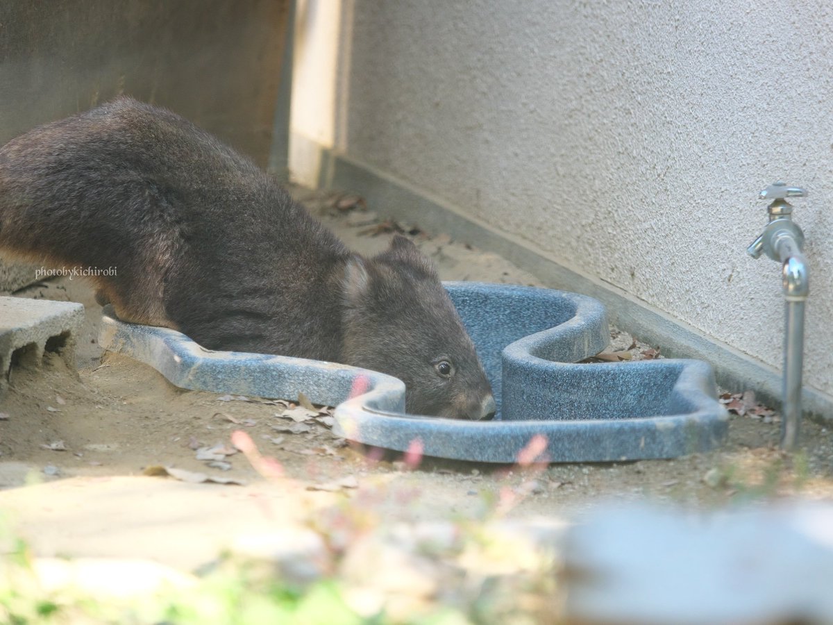 すっぽり入りそうね

　#コウ　#コウくん　#kou　#ko #コウ君大好き　#ありがとうコウ君　#五月山動物園 　#池田市　#ウォンバット　　#wombat　#wombatlove　 #satsukiyamazoo
