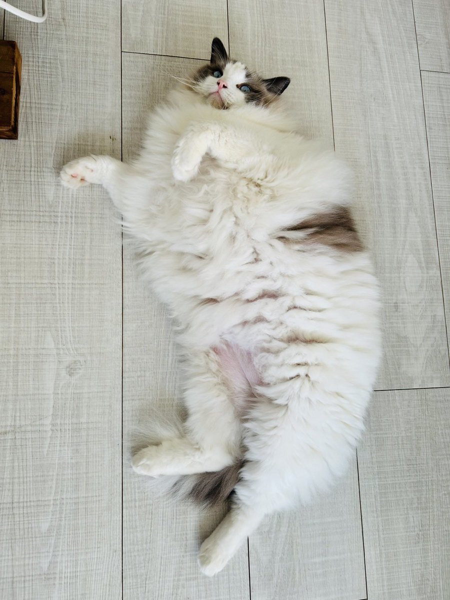 猫吸いの誘惑

#ねこ #猫 #cat