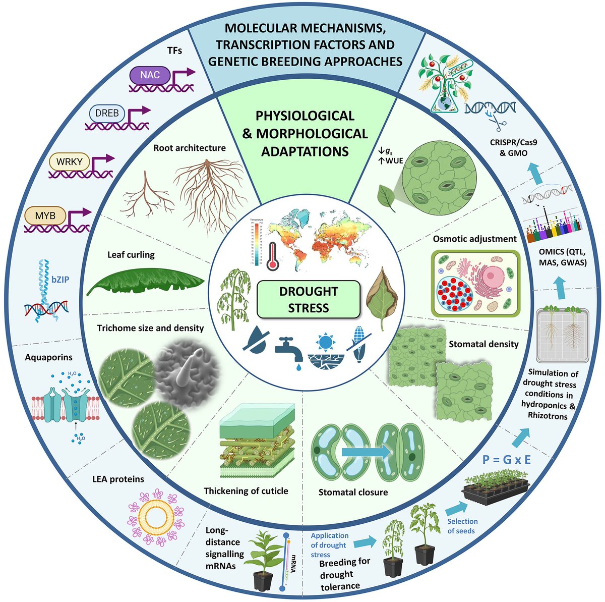 Abiotic stress in plants (Green Survivors) (@abioticstress) on Twitter photo Review by Franco-Navarro et al. <a href="/IRNAS_CSIC/">IRNAS Sevilla</a> <a href="/institute_irnas/">Institute IRNAS</a> <a href="/CEBAS_CSIC/">CEBAS-CSIC</a> <a href="/ITACYL/">Innovación agroalimentaria - JCyL</a> <a href="/CSIC/">CSIC</a> <a href="/PPLplantarum/">Physiologia Plantarum</a> <a href="/wileyplantsci/">Wiley Plant Science</a> <a href="/PlantSpps/">Scandinavian Plant Physiology Society - SPPS</a>
Advancements in #Water-Saving Strategies & Crop #Adaptation to #Drought: A Comprehensive Review
onlinelibrary.wiley.com/doi/10.1111/pp…
<a href="/CNB_CSIC/">Centro Nacional de Biotecnología (CSIC)</a> <a href="/CEBAS_PV/">Plant-Virus Interactions CEBAS-CSIC</a> <a href="/sci_plant/">Plant Science</a> Review by Franco-Navarro et al. <a href="/IRNAS_CSIC/">IRNAS Sevilla</a> <a href="/institute_irnas/">Institute IRNAS</a> <a href="/CEBAS_CSIC/">CEBAS-CSIC</a> <a href="/ITACYL/">Innovación agroalimentaria - JCyL</a> <a href="/CSIC/">CSIC</a> <a href="/PPLplantarum/">Physiologia Plantarum</a> <a href="/wileyplantsci/">Wiley Plant Science</a> <a href="/PlantSpps/">Scandinavian Plant Physiology Society - SPPS</a>
Advancements in #Water-Saving Strategies & Crop #Adaptation to #Drought: A Comprehensive Review
onlinelibrary.wiley.com/doi/10.1111/pp…
<a href="/CNB_CSIC/">Centro Nacional de Biotecnología (CSIC)</a> <a href="/CEBAS_PV/">Plant-Virus Interactions CEBAS-CSIC</a> <a href="/sci_plant/">Plant Science</a>