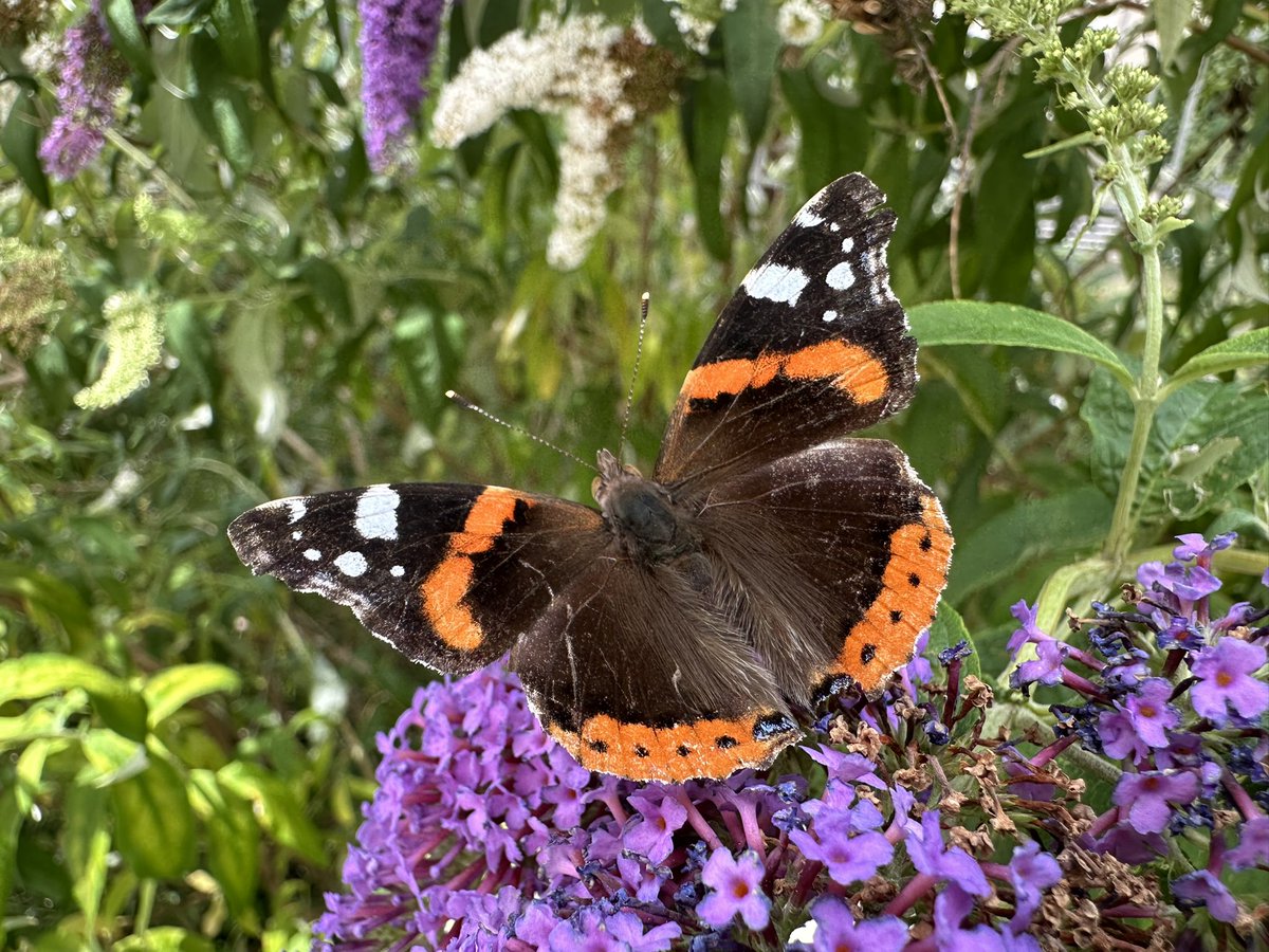 JoachimHesse's tweet image. „Jaja, du warst mein Admiral
Die Schultern breit, die Hüften schmal
Und deine Augen blau wie Stahl“
#DeepShit