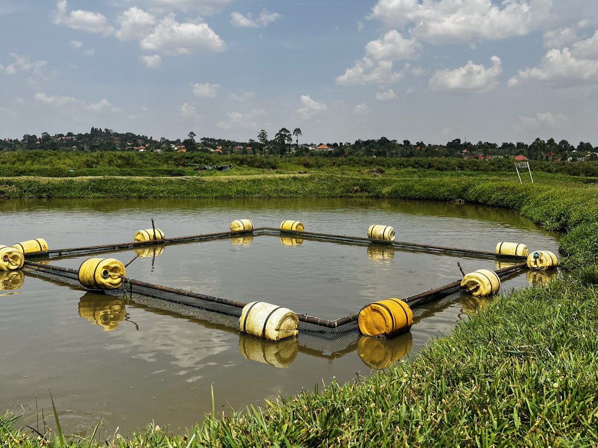 MashedaFoodsUg_'s tweet image. Ask us anything about Catfish farming.