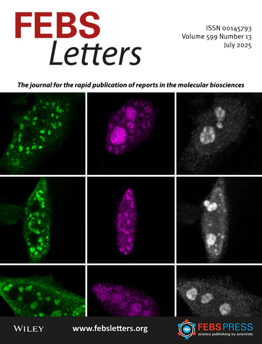 FEBS_Letters's tweet image. Our July issue is online now! 🌞
Featuring a new Review on how #miRNAs coordinate #metabolism and #immune responses, and research into #Brucella pathogenesis, zinc binding of TLRs, insights into how the multispecific antibody G2 binds to different peptides, and more.
Read the…