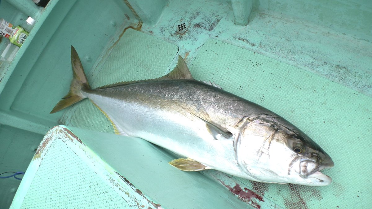 TOKYOMX's tweet image. 📺明日☀朝8時30分~
『Do! Fishing』
今回は
「大型のヒラマサに挑む!伊豆諸島」
をお届け🌸🎣
🔗番組HP⇒s.mxtv.jp/variety/do_fis…
#DoFishing #明日は釣り日和 #TOKYOMX #ヒラマサ