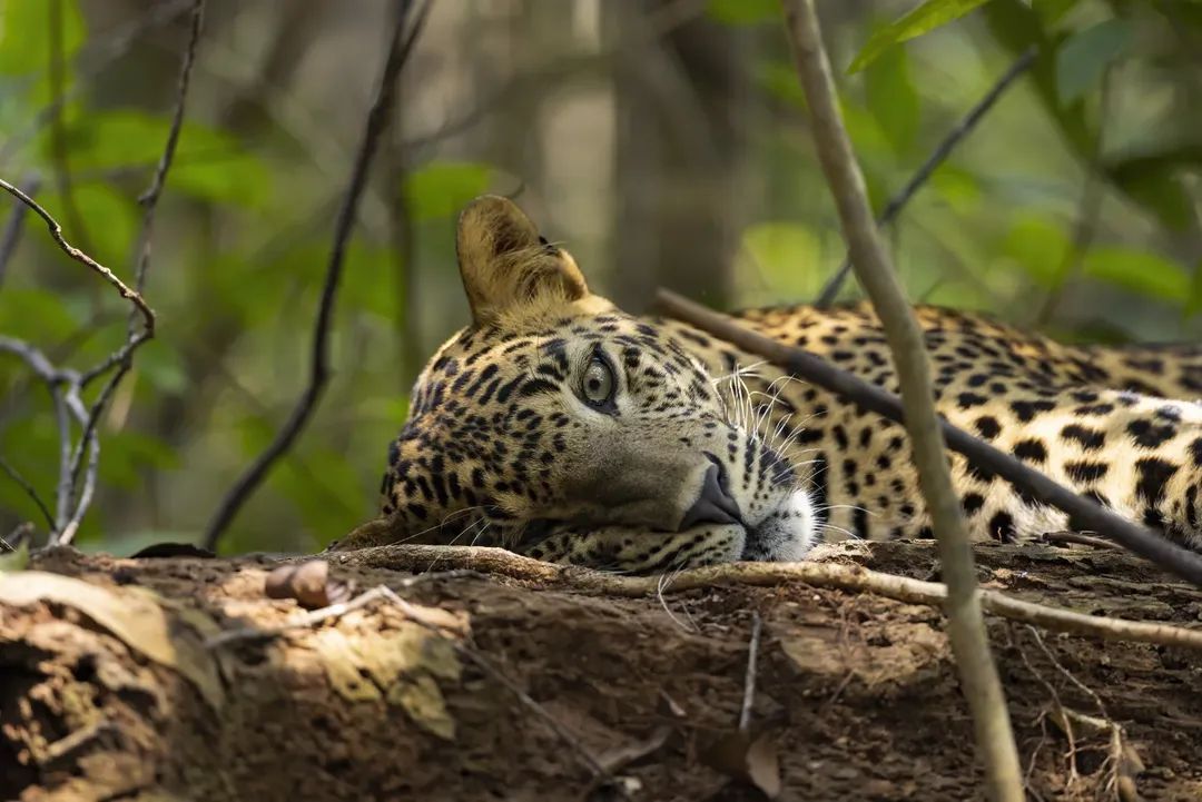 Namalkamalgoda's tweet image. The male cub of the Kurutupandi female,  is increasingly spending more time by himself. 

#srilanka #wilpattu #leopardsofwilpattu #leopard #srilankanleopard #canonwildlife #natgeo #natgeowild #canonasia #natgeoyourshot #BBCwildlifePOTD #planetearth #printsforwildlife2025