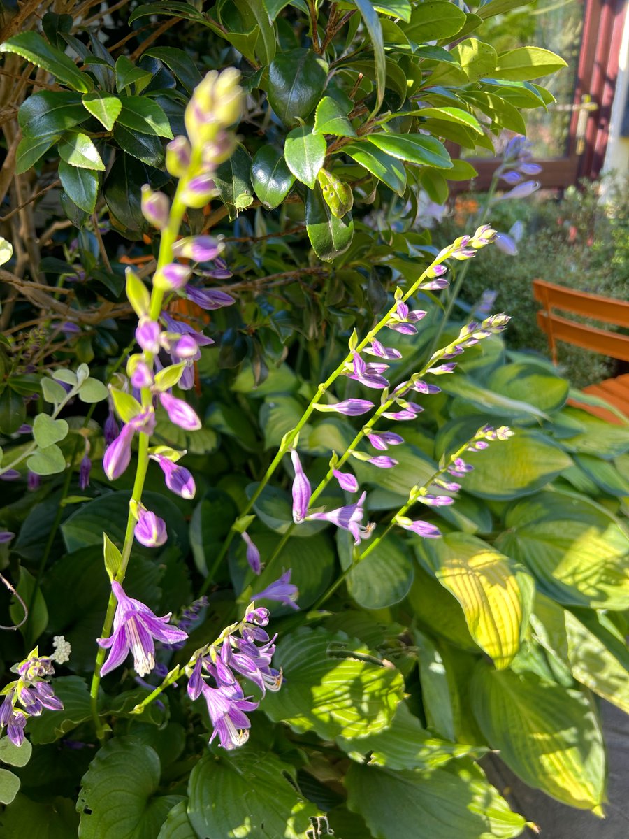 driftwoodbysea's tweet photo. Flowering hosta. https://t.co/jaAgFAiIcy #sussex #gardening https://t.co/BFXgBt80qX