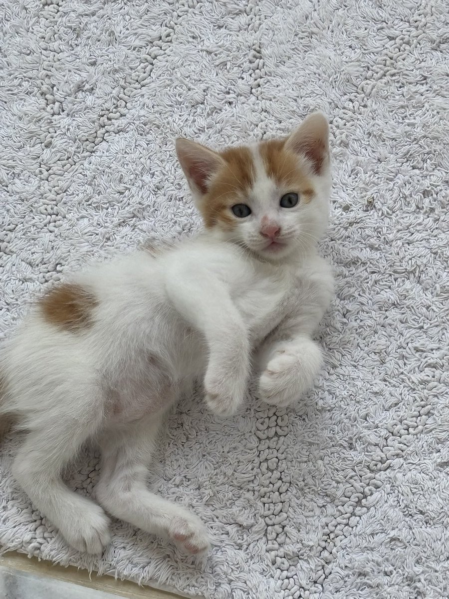 Bi hafta içinde sokağa dönüyorlar 😢