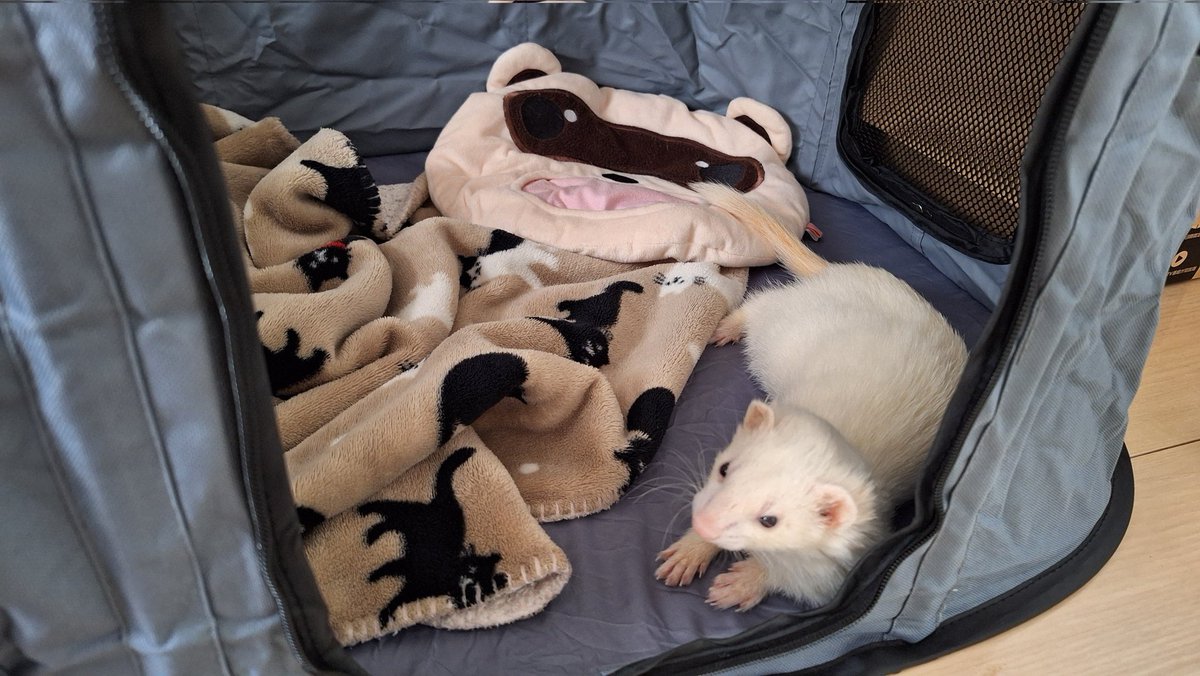 アマプラセールで気になってたソフトケージ？を購入！！！！
とりあえず使ってもらってみてる！！
めちゃくちゃよい！！！！！！