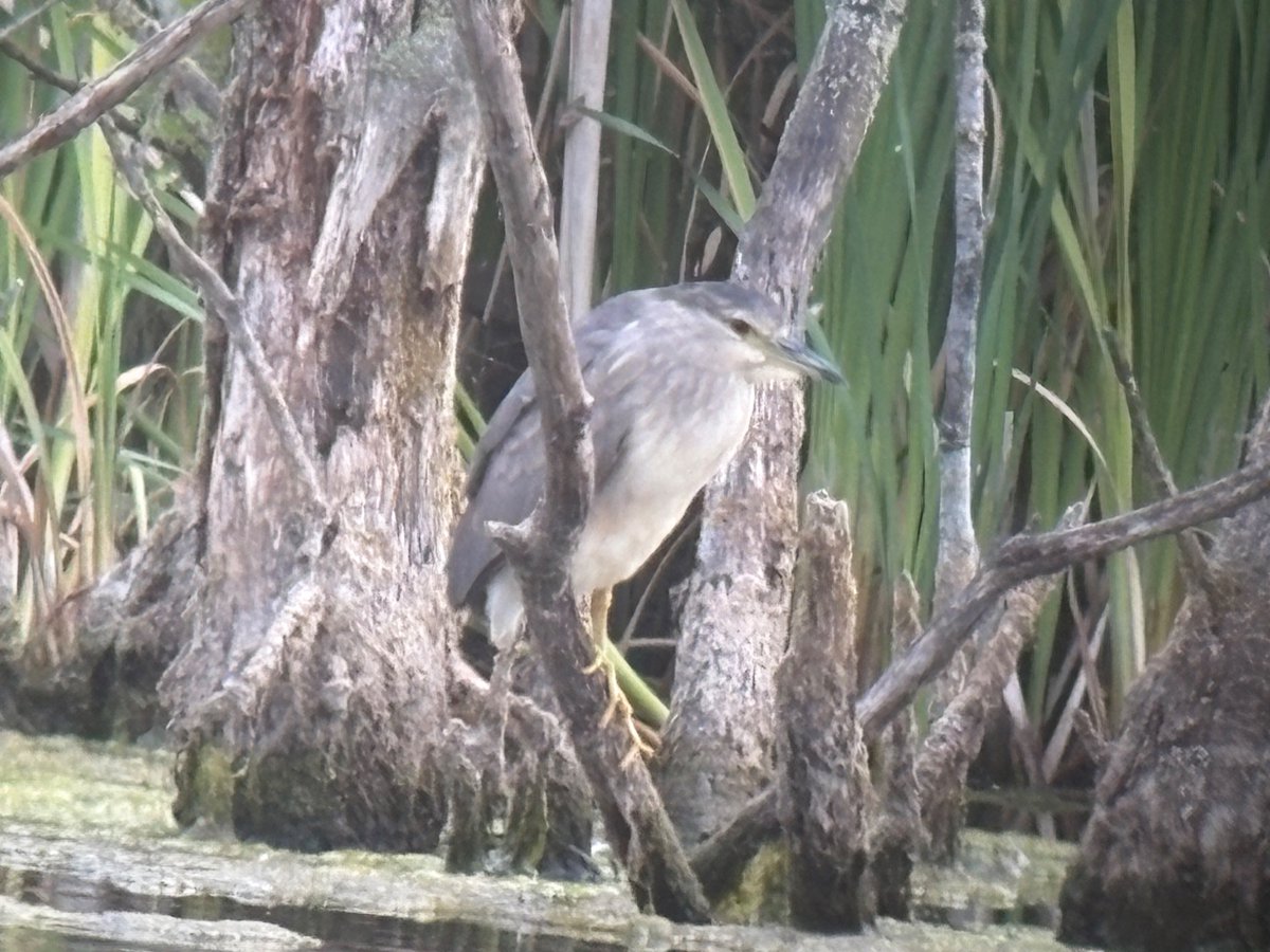 After a lifetime of Worcestershire birding today was finally time to add Night Heron to the county list! #Grimley