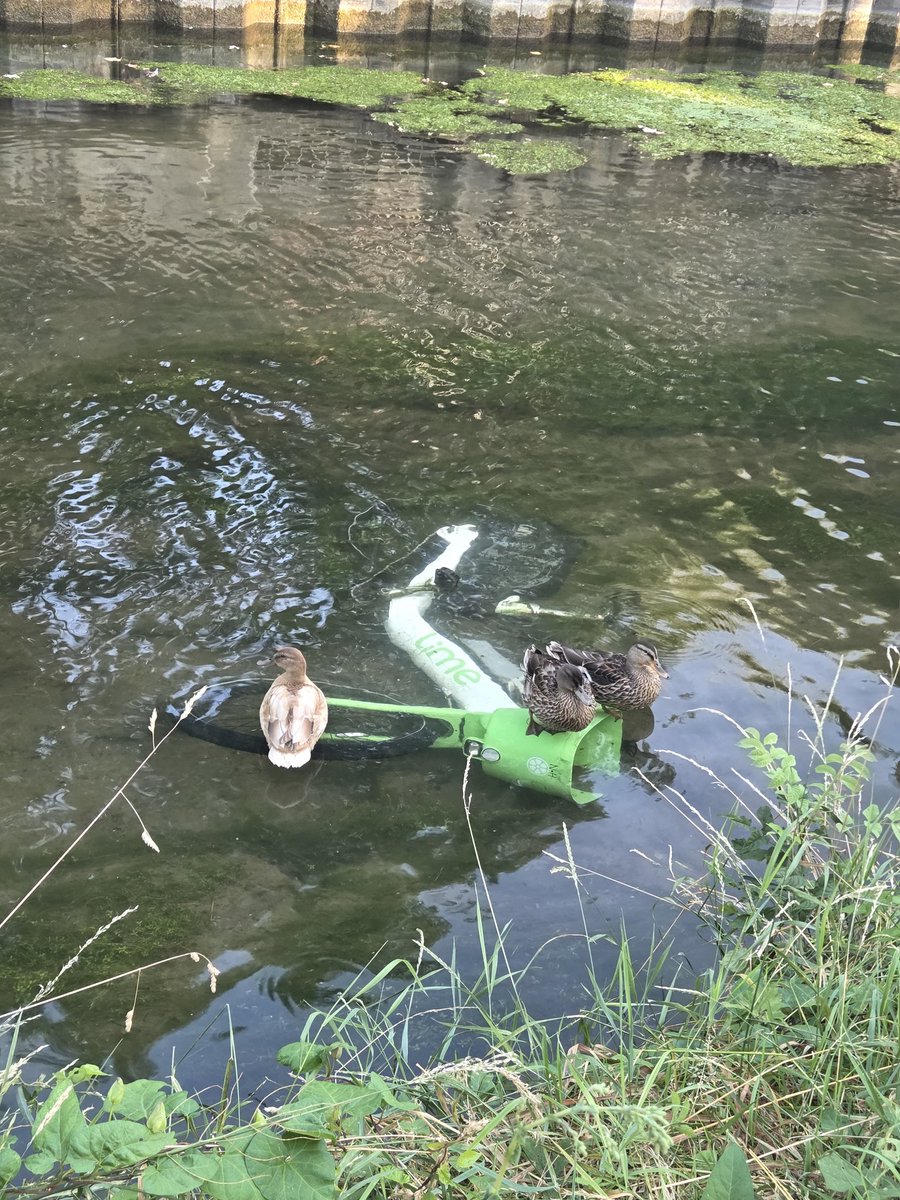 This is why we can't have nice things <a href="/EnfieldCouncil/">Enfield Council</a> <a href="/limebike/">Lime</a> #NewRiverWalkPath