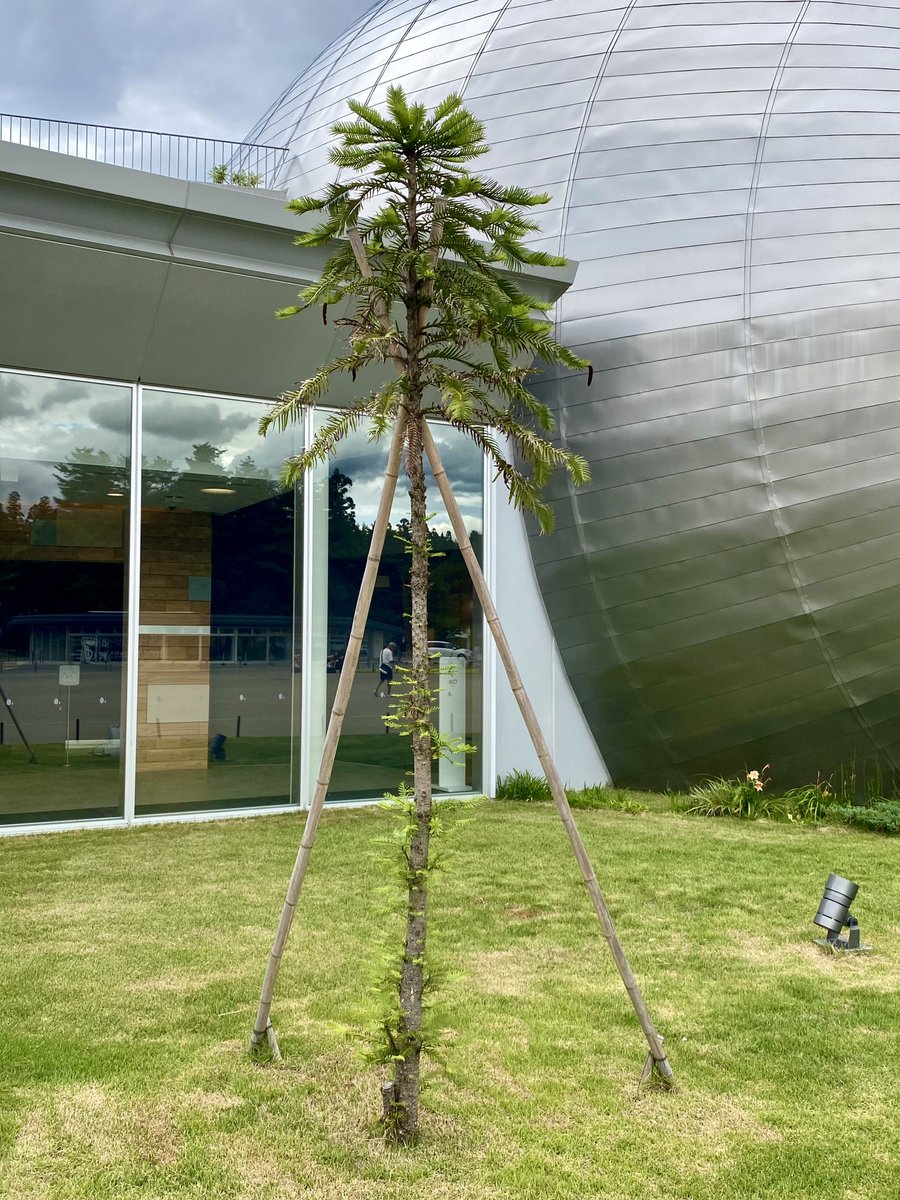 Lightmaker12442's tweet image. 昨日気づいたんだけど、エントランス右側にいる記念撮影用のフクイサウルス博士(正式名称不明)の横に植ってる木、ジュラシックツリーことナンヨウスギ科のWollemi Pineじゃない。
抜かりないですなぁ😏
#福井県立恐竜博物館 #FPDM
