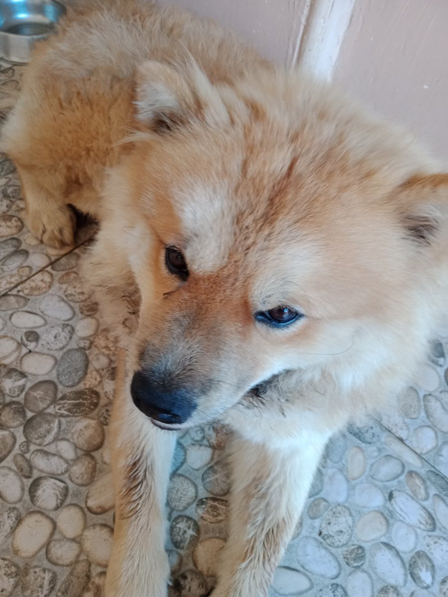 gigglemoth's tweet photo. @toastimochi Moments before bath time.
And by bath time I mean "PLEASE STOP RUNNING AWAY WITH THE HOSE" https://t.co/FSEXGQ99oV