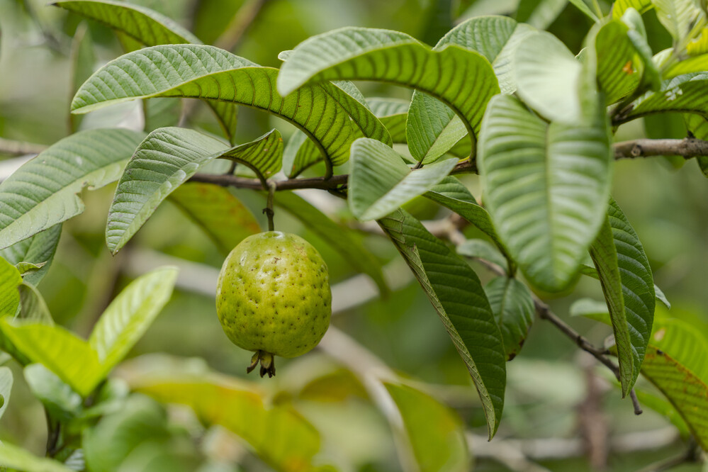 Sometimes, building the future of farming means drawing on centuries-old traditions. In this <a href="/IFAD/">International Fund for Agricultural Development</a> podcast, we meet Pallab Chakma from #Bangladesh, among others. They share powerful stories about land, identity, ancestral traditions &amp; hope for the future.

shorturl.at/ouPfo