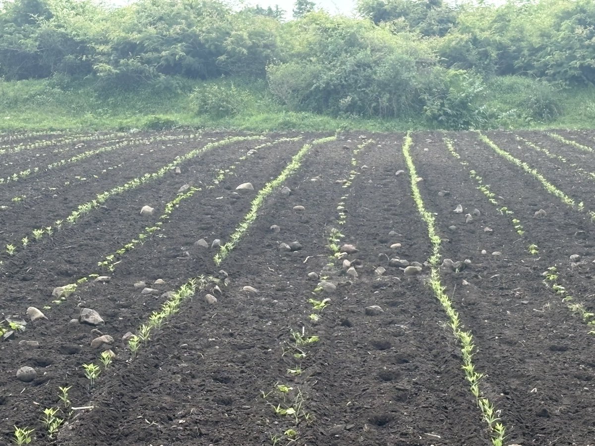 Ajayvirjakhar's tweet image. Nagpur, Maha images; cotton seed planted by hand, intercropping as derisking strategy, water drawn from open wells, sprinkler for cotton crop, more expensive labour + bullocks used for transport & cultivation. In comparison Punjab farmers live a blissful life & don’t realise it.