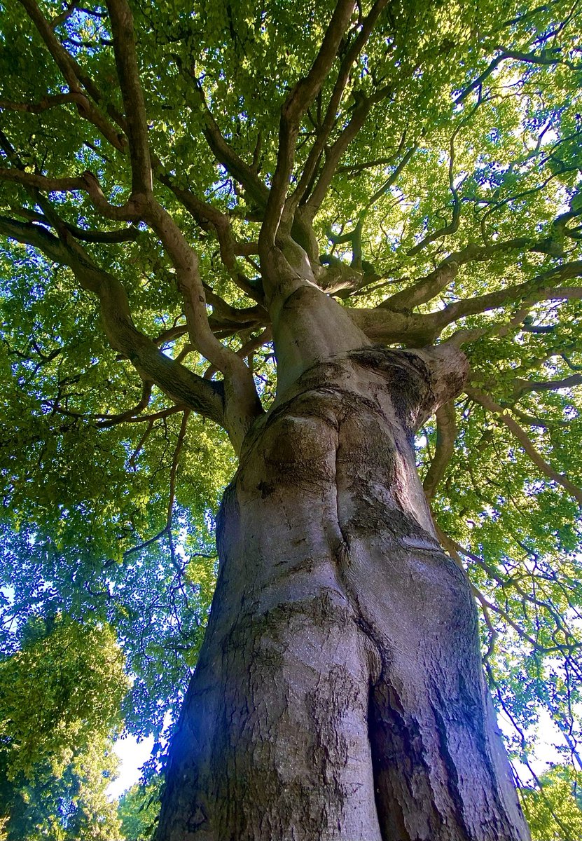 JonBruce13's tweet image. βThe wonder is
that we see these trees,
And not wonder moreβ
β’ Ralph Waldo Emerson β’
ππππ³
πππ³
ππ³
π³
Happy #ThickTrunkTuesday π€ποΈπ³