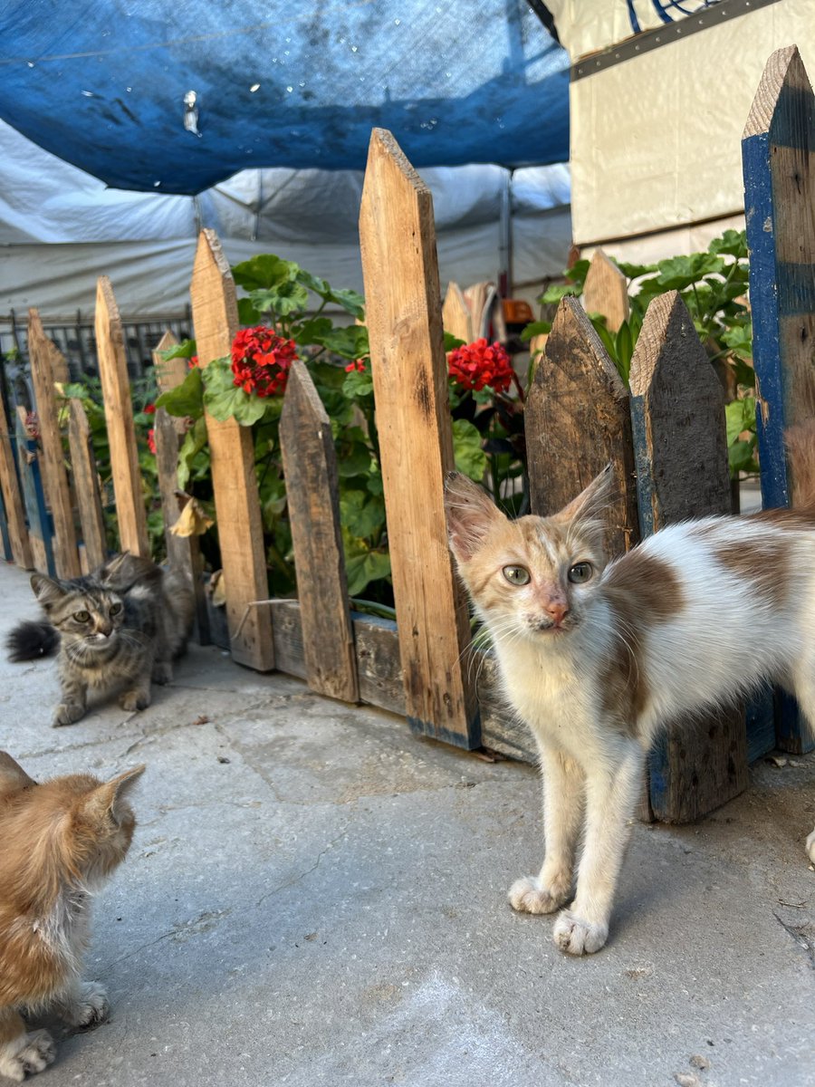 RescueCare's tweet photo. Good morning from Gaza😻🥰🇵🇸💞🌸 https://t.co/QKM2oEinbV