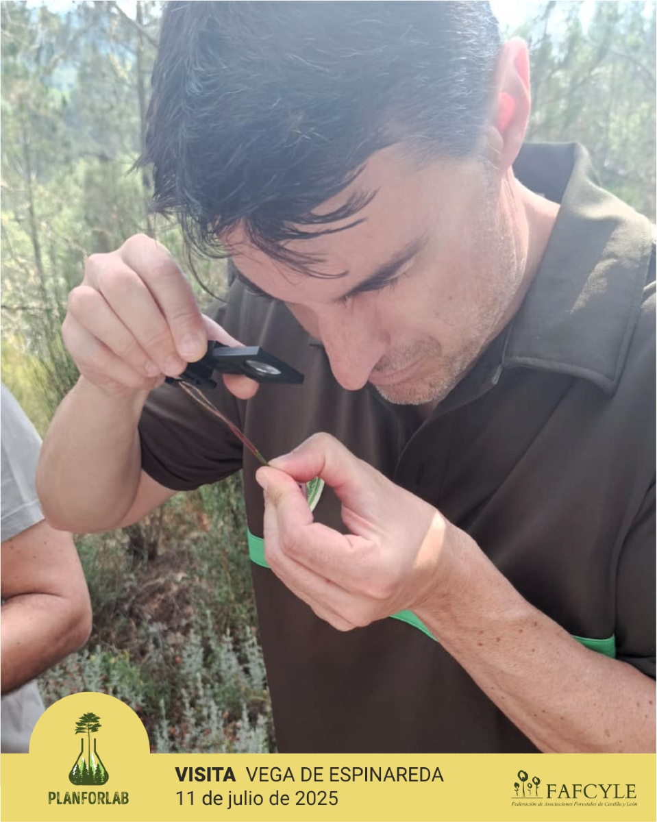 fafcyle's tweet image. Visitamos el 11.7.2025 la parcela de ensayo de Vega de Espinareda #León, para definir los parámetros e instrumentos para este futuro espacio de experimentación forestal que forma parte de la red de bosques laboratorio de @go_planforlab
💚 #ciencia #forestal