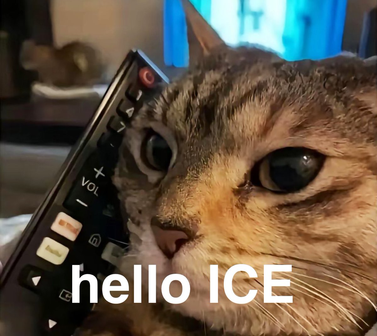 me trying to explain zk proofs to my cat so she respects me more