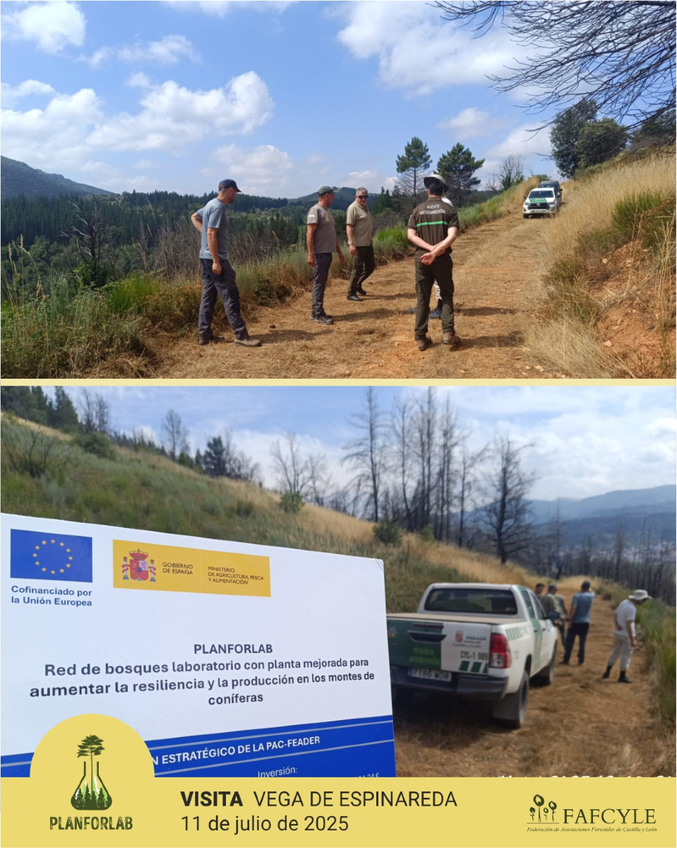 fafcyle's tweet image. Visitamos el 11.7.2025 la parcela de ensayo de Vega de Espinareda #León, para definir los parámetros e instrumentos para este futuro espacio de experimentación forestal que forma parte de la red de bosques laboratorio de @go_planforlab
💚 #ciencia #forestal