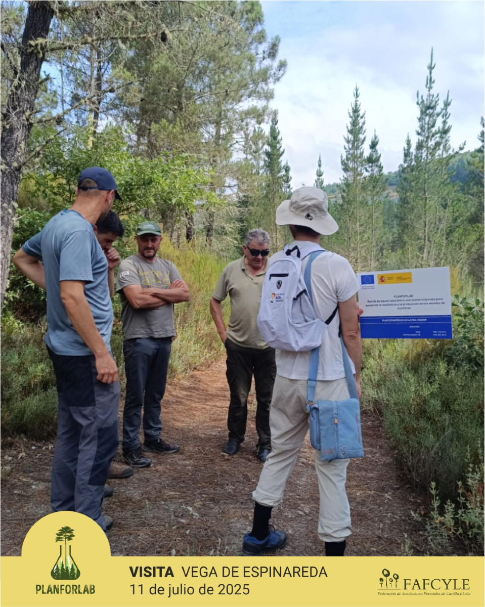fafcyle's tweet image. Visitamos el 11.7.2025 la parcela de ensayo de Vega de Espinareda #León, para definir los parámetros e instrumentos para este futuro espacio de experimentación forestal que forma parte de la red de bosques laboratorio de @go_planforlab
💚 #ciencia #forestal
