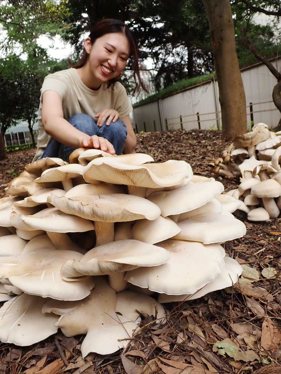 NubsFsr's tweet photo. 巨大な野生の #きのこ！#ニオウシメジ 発生中！！

#森林学科　#日本大学　#生物資源科学部

詳細は下記で紹介中
・生物資源科学部ホームページ
https://t.co/8UtS2vcAcK
・森林学科インスタグラム
https://t.co/xtrYZH7zPy https://t.co/xzHNAoEqtb