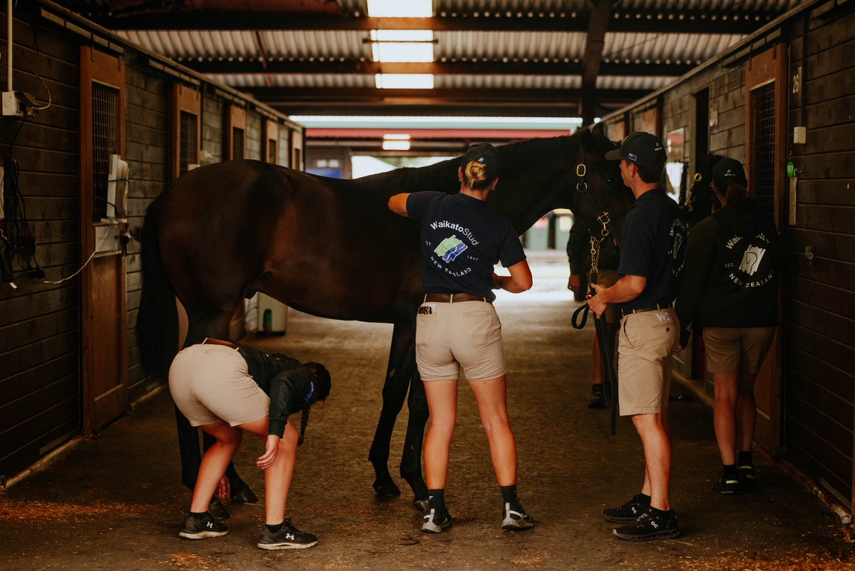 WaikatoStud's tweet image. We’re on the lookout for our Yearling Prep Class of ‘26 🙌 if you, or anyone you know, is looking to join a close-knit, hard-working team, we’d love to hear from you!
More at waikatostud.com/our-story/empl…