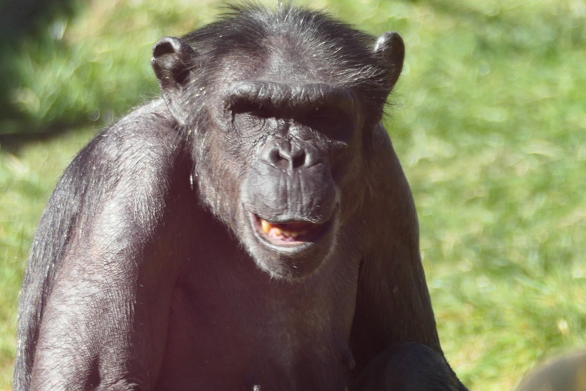 MWApeRescue's tweet image. This week is ALL about the chimps, with fun activities every day at the park!
Monkey World has rescued chimps from use and abuse around the globe, including from laboratories. Show our lab girls - Marjoline, Eveline, Valerie, Clin, Grisby & Cathy - some love today!