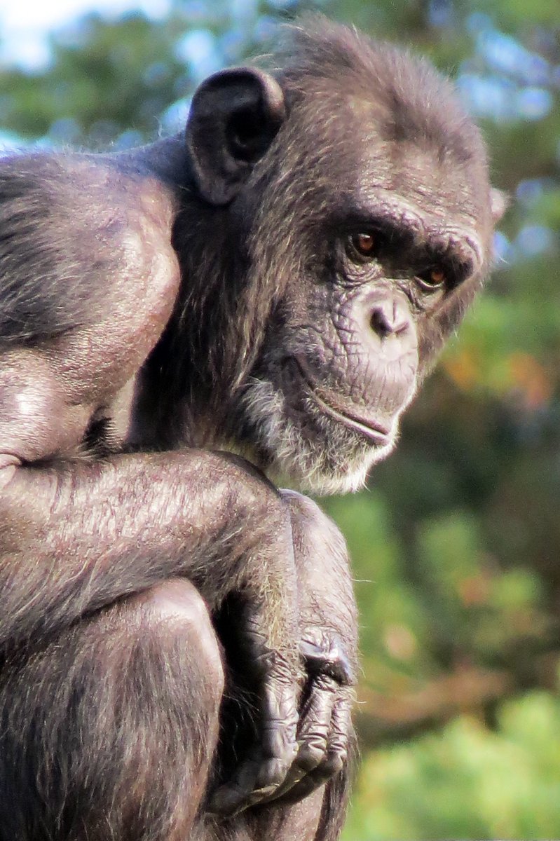 MWApeRescue's tweet image. This week is ALL about the chimps, with fun activities every day at the park!
Monkey World has rescued chimps from use and abuse around the globe, including from laboratories. Show our lab girls - Marjoline, Eveline, Valerie, Clin, Grisby & Cathy - some love today!