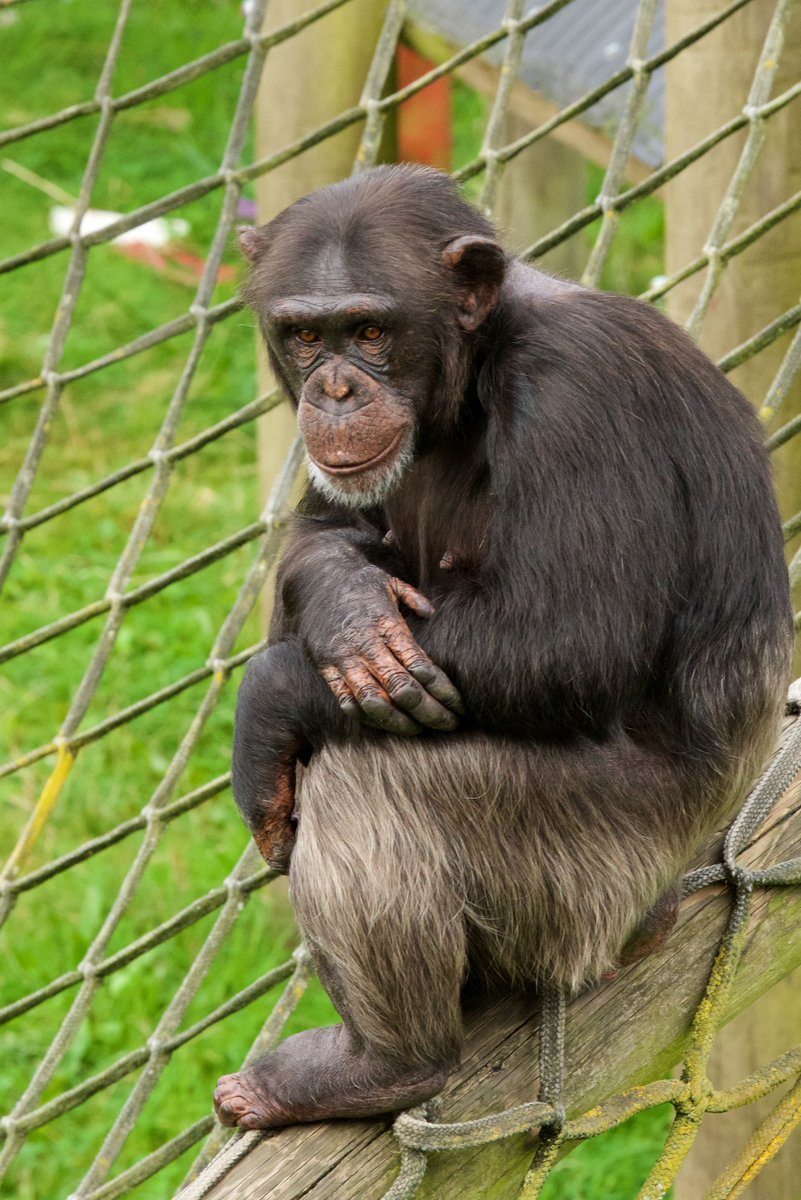 MWApeRescue's tweet image. This week is ALL about the chimps, with fun activities every day at the park!
Monkey World has rescued chimps from use and abuse around the globe, including from laboratories. Show our lab girls - Marjoline, Eveline, Valerie, Clin, Grisby & Cathy - some love today!