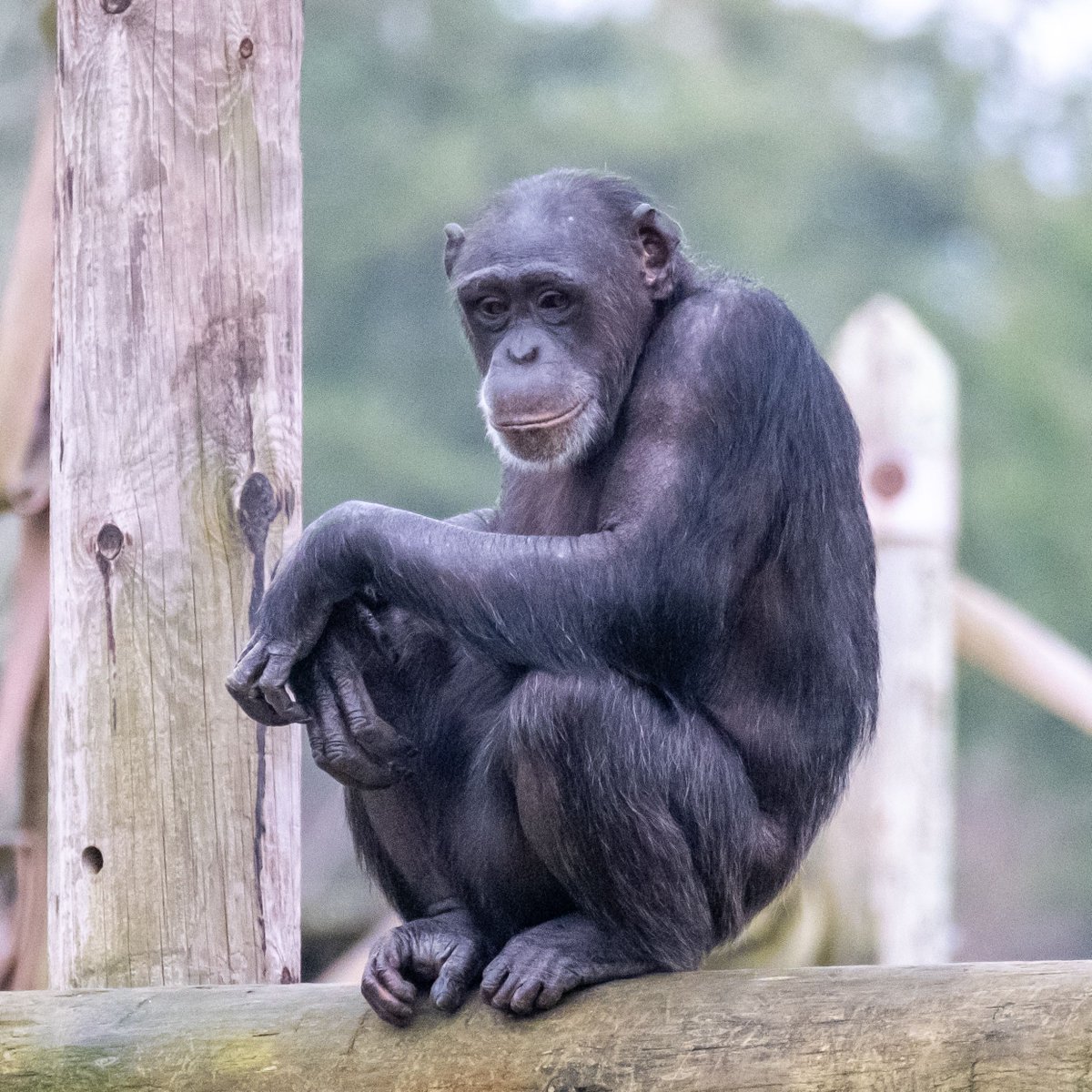 MWApeRescue's tweet image. This week is ALL about the chimps, with fun activities every day at the park!
Monkey World has rescued chimps from use and abuse around the globe, including from laboratories. Show our lab girls - Marjoline, Eveline, Valerie, Clin, Grisby & Cathy - some love today!