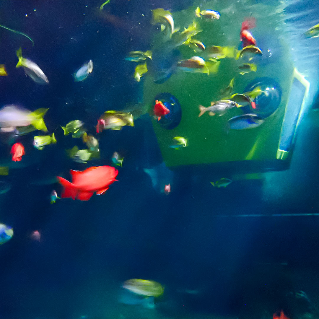 LEGOLAND_Japan's tweet image. /
夜の海へ出発⚓
\
8/23(土)、24(日)の2夜限定‼
#まつりナイト 特別バージョン✨
#レゴランド の大人気アトラクション『サブマリン・アドベンチャー』が月あかりバージョンに🌙🚢
研究員と一緒に、月あかりに照らされた海を冒険しよう🧭
▶legoland.jp/operation/seas…