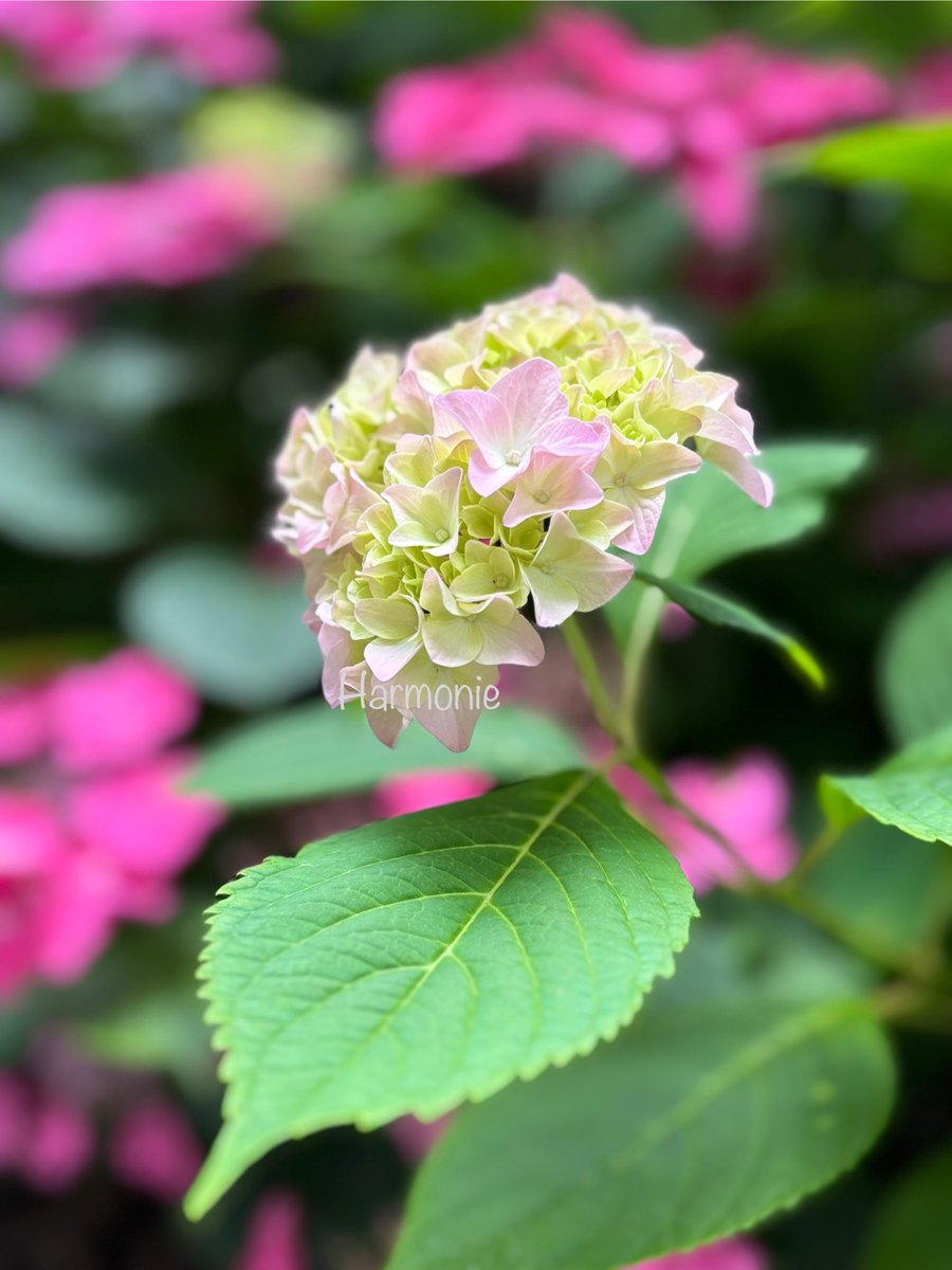 stein5864's tweet image. 🌿🌸🌿   Guten Morgen    🌿🌸🌿