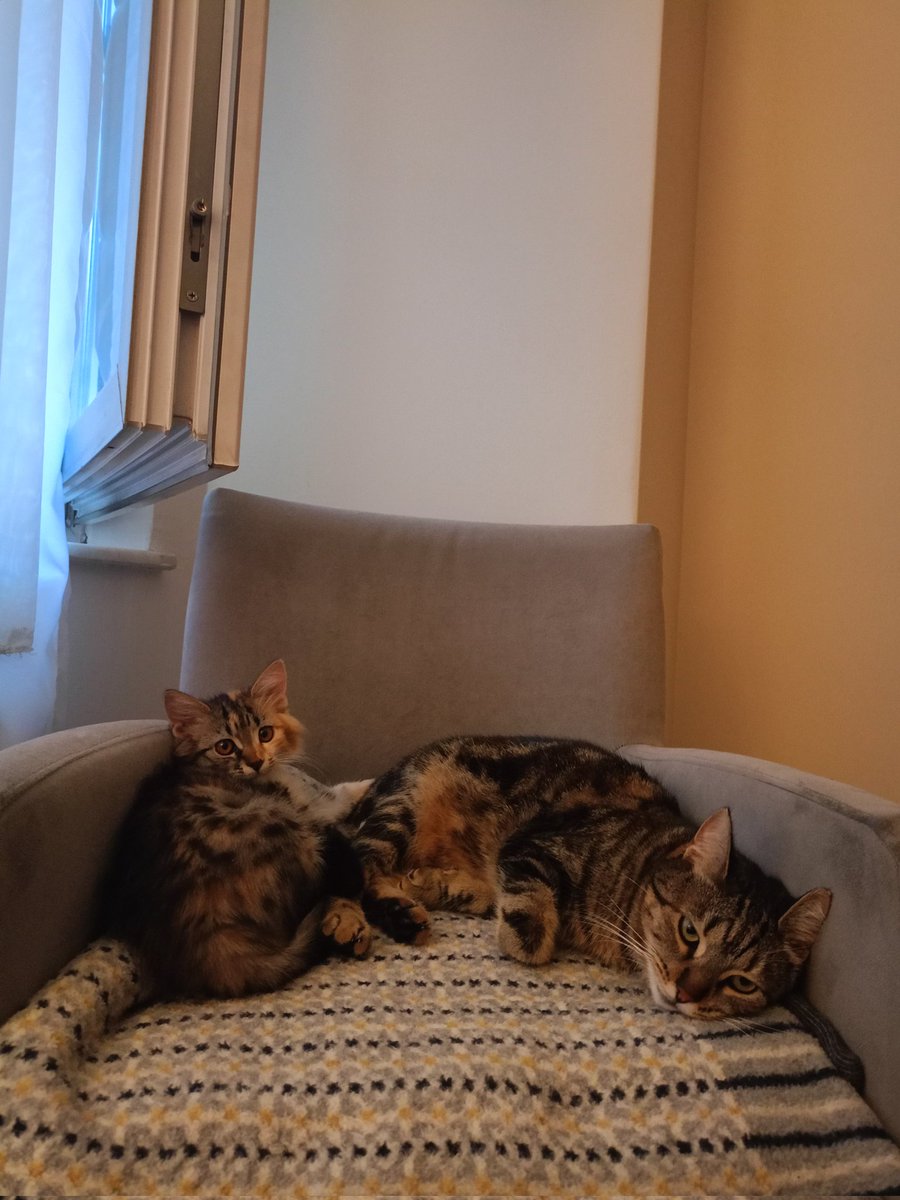 mintiskovebalim's tweet image. minti çok iyi abladır ve kardeşi müjüyü çok sever🤓